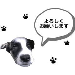 スリーピールーシー