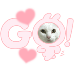 わらわのかわいいこたち❣️