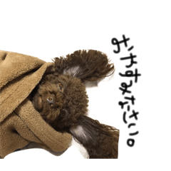 トイプードル女の子