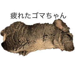 チンチラのごまくん①