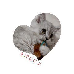 うちのモコたん