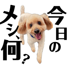 トイプードルのマカロ。