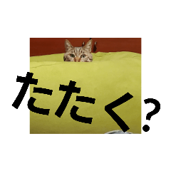 しましましっぽ２