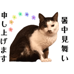 虹の橋へ行ったひーちゃん