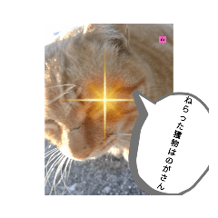 いちばにゃんと、桃