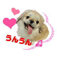 ペキニーズの大吉スタンプ