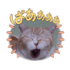 大幸福ニャン⑤