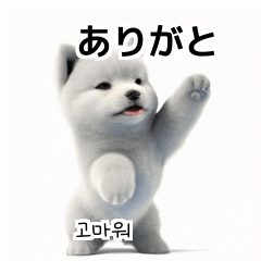 サモエド犬 bgJ