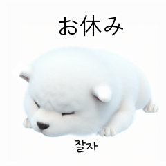 サモエド犬 SLT