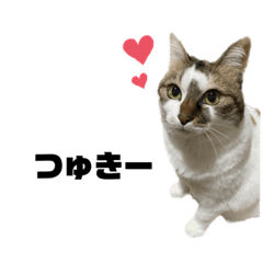 おばあちゃん猫の小梅ちゃん2