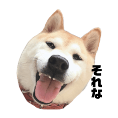 柴犬あんずの日常スタンプ①