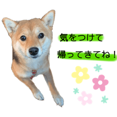 日常の言葉使う豆柴笑