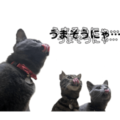 ニャンずの日常1