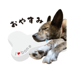 ミックス犬のんのん