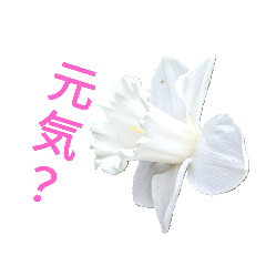 フラワー気遣いスタンプ　1