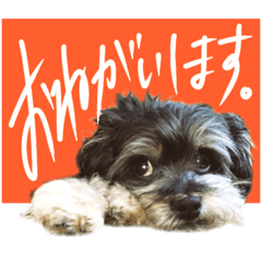 ペキックスのおじ犬が可愛い