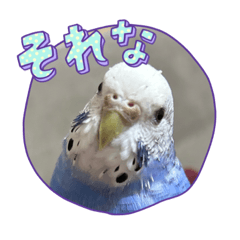 毎日使えるデカ文字インコ