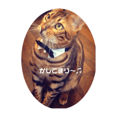 ベビーニャン(=^ェ^=)