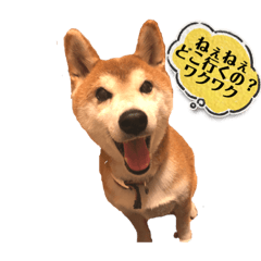 ペット時々ムスコ