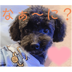 ごえもんワンコ　秋♡来たよ〜♡