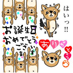 チワワっぽいイヌー