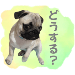 Y家のいぬーず③