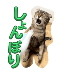 のら君ミミちゃん(猫TikTokerしぶけん)