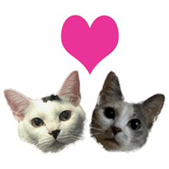 しろくろねこさん と みけねこさん