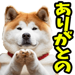 リアル☆わんこ（広島弁）