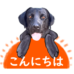 かわいい黒ラブのスタンプです。