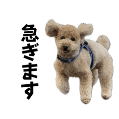 ミアちゃんです