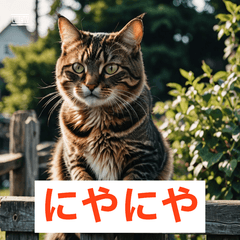 ひょうじょうネコ