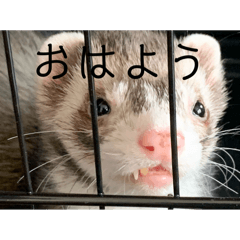 かわいいフェレットのスタンプ