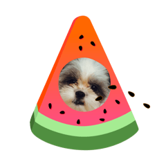 シーズーのしゃちょうさん