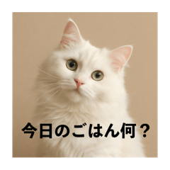 今日のメシのリクエスト