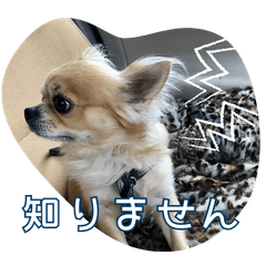 Chihuahua Style:フォーン (ヤンチャ編)