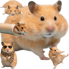 ゴールデンハムスター　実写!