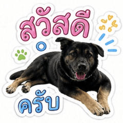 Cutie Teddy Dog 1