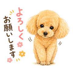トイプードルなモカくん