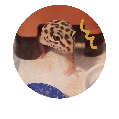 レオパのこむぎスタンプ1