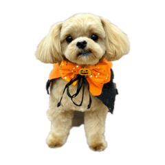 ペキプーの俺！ほたて