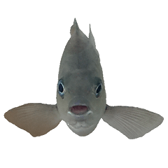 メジナ グレ ペットスタンプ