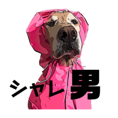 ゴールデンレトリーバーボス3