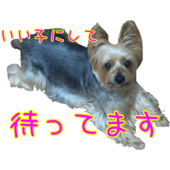 我が家のクリントン＆モップ