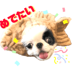 狆&狆チワ兄妹の使えるスタンプ