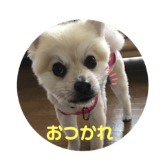 犬 こたろうスタンプ