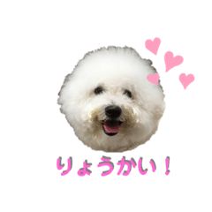 ビジョン・フリーゼのフーちゃん