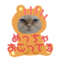 うちのねこたちぃ