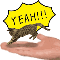 手のり猫（日常にゃんこ 11）