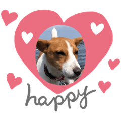 ジャックラッセルテリア　Maxちゃん